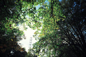 Bright spring greens at dawn in the forest. Nature comes to life in early spring.