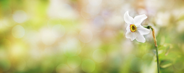 Delicate spring background with white daffodil on blurred background, place for text, copy space_