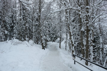 Winter landscapes in the forest