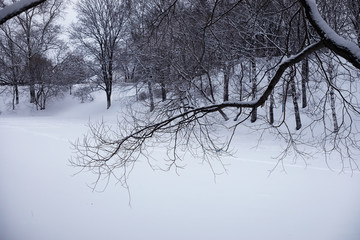 Winter forest landscape. Tall trees under snow cover. January frosty day in the park.