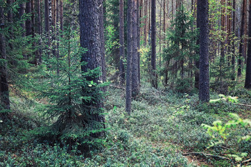 Obraz premium Bright spring greens at dawn in the forest. Nature comes to life in early spring.