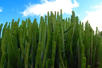 Gigant cactus like plant