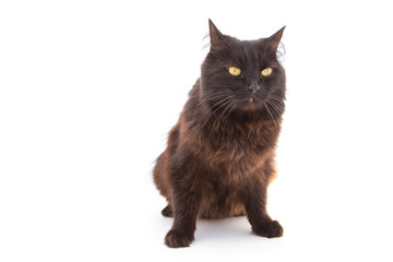 Chat noir