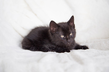Chaton noir
