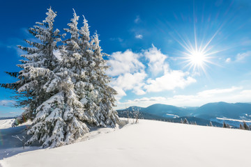 Fascinating sunny landscape of a winter forest