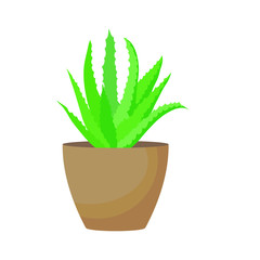 Aloe vera plant in a pot isolated on white background, vector illustration, hand drawn.