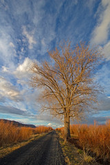 Lone tree along country road in eastern Oregon in evening light