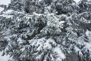 Bottom view tall beautiful majestic spruce trees