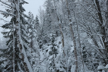 Snow-covered forest on the mountainside