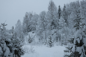 Snow-covered forest on the mountainside