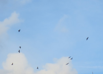 flock of birds flying in blue sky