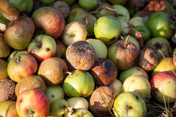 Naklejka na ściany i meble many partly rotten apples in autumn garden