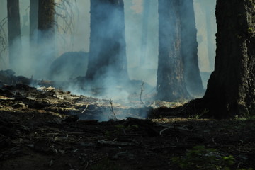 Kontrolliertes Feuer in Sequoia National Park USA