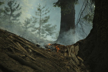 Kontrolliertes Feuer in Sequoia National Park USA