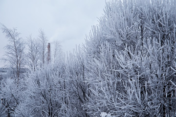 Winter forest landscape. Tall trees under snow cover. January frosty day in the park.