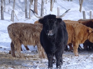 Black Scotch Highland cow 