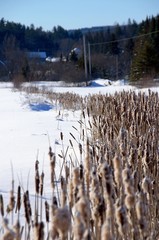 Cattail in winter
