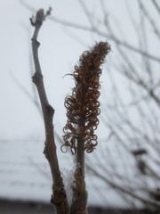 Naklejka premium branch of a tree in winter