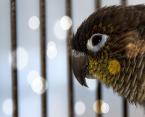 Green cheek conure