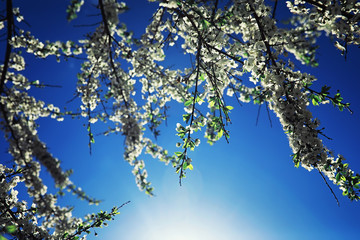 Bright spring greens at dawn in the forest. Nature comes to life in early spring.