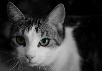 Obraz premium portrait of a cat