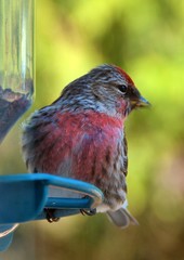 Red Throat Sparrow 