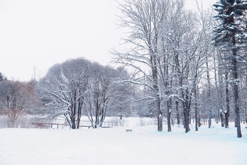 Winter forest landscape. Tall trees under snow cover. January frosty day in the park.
