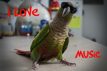 Parrot that love music