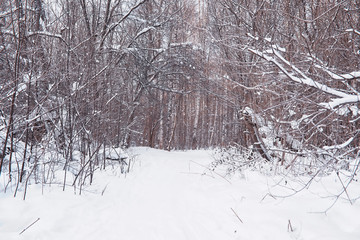 Winter forest landscape. Tall trees under snow cover. January frosty day in the park.