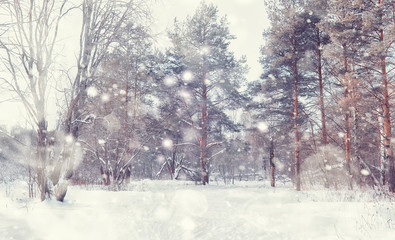 Winter forest landscape. Tall trees under snow cover. January frosty day in the park.