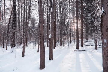 Winter forest landscape. Tall trees under snow cover. January frosty day in the park.