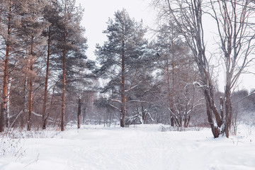 Winter forest landscape. Tall trees under snow cover. January frosty day in the park.