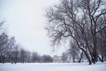 Winter forest landscape. Tall trees under snow cover. January frosty day in the park.