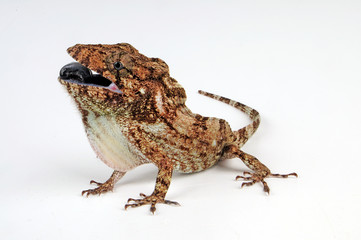 Copes Falsches Chamäleon (Anolis porcus) - Oriente Bearded Anole 