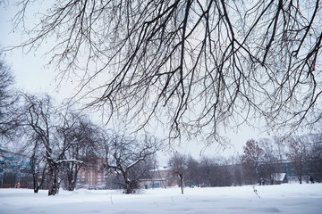 Winter forest landscape. Tall trees under snow cover. January frosty day in the park.