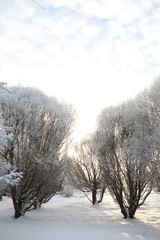 Winter Park. Landscape in snowy weather. January.