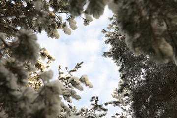 Winter Park. Landscape in snowy weather. January.