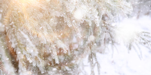 Winter Park. Landscape in snowy weather. January.