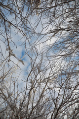 Winter Park. Landscape in snowy weather. January.