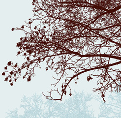 Vector image of rowan branches silhouettes in autumn forest