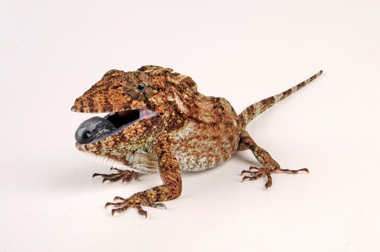 Copes Falsches Cham&auml;leon (Anolis porcus) - Oriente Bearded Anole 