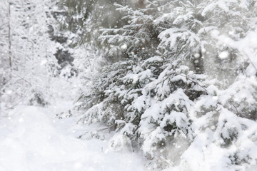 Winter landscape. Forest under the snow. Winter in the park.