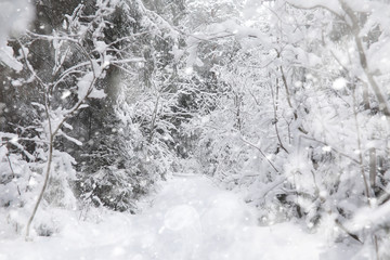 Winter landscape. Forest under the snow. Winter in the park.