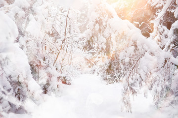 Winter landscape. Forest under the snow. Winter in the park.