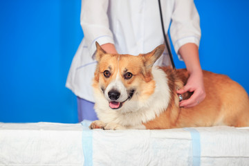 cute and happy puppy dog Corgi lying on the table on the table examination of the doctor by a veterinarian in the clinic