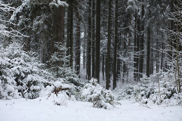 Winter landscape. Forest under the snow. Winter in the park.