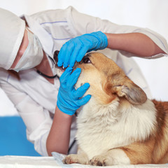 Obraz na płótnie Canvas gloved veterinarian examines the mouth and teeth of a red Corgi dog at a clinic reception