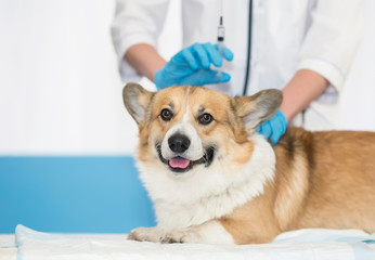 cute ginger puppy dog Corgi lies on the table have doctor veterinarian in clinic during injection...