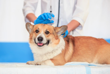ginger puppy dog Corgi lies on the table have doctor veterinarian in clinic during injection and vaccination