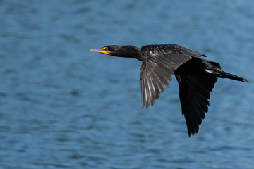 Double-Crested Cormorant Flying Low Over the Blue Water